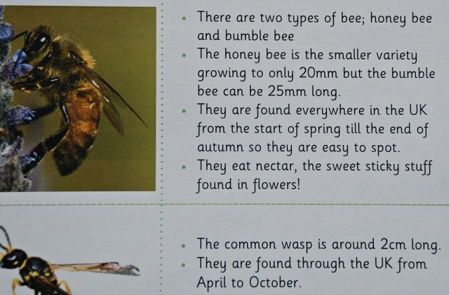 Teachit Primary Website. Minibeast Fact cards include bees and wasps