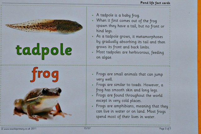 Teachit Primary Website. Free to download Pond Life fact cards