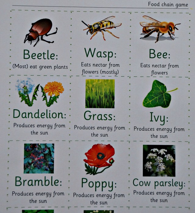 Teachit Primary Website. Free to download UK Food Chain activity