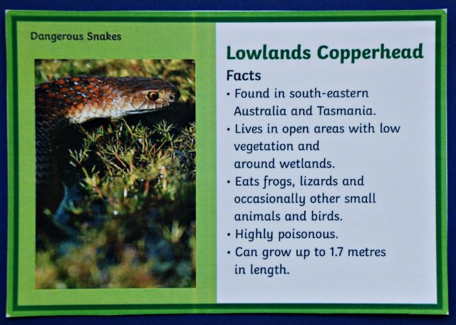 Dangerous Snake Fact Cards from Twinkl Resources. The Lowlands Copperhead