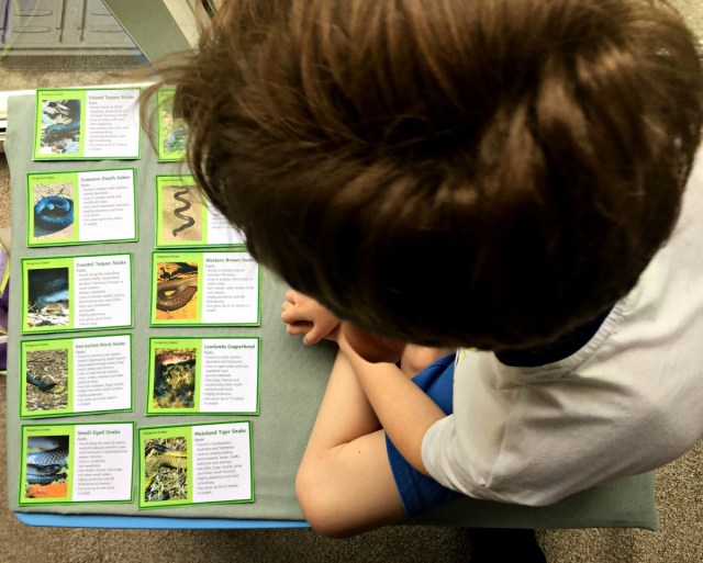 Reading his snake fact cards