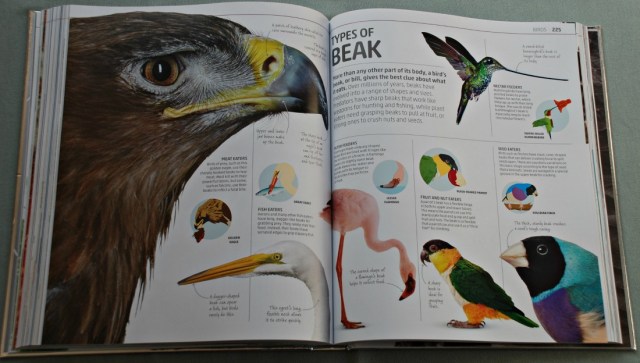 DK Explanatorium Nature book. Id filled with stunning close of phootos of animals