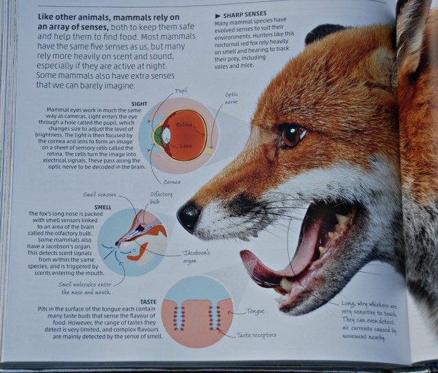 DK Explanatorium Nature Book. Amazing detail. Incredible pictures