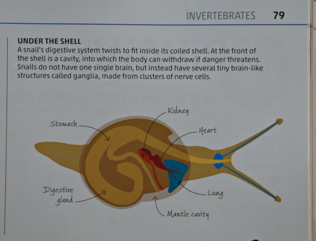 DK Explanatorium Nature book. Includes a diagriam of a snail