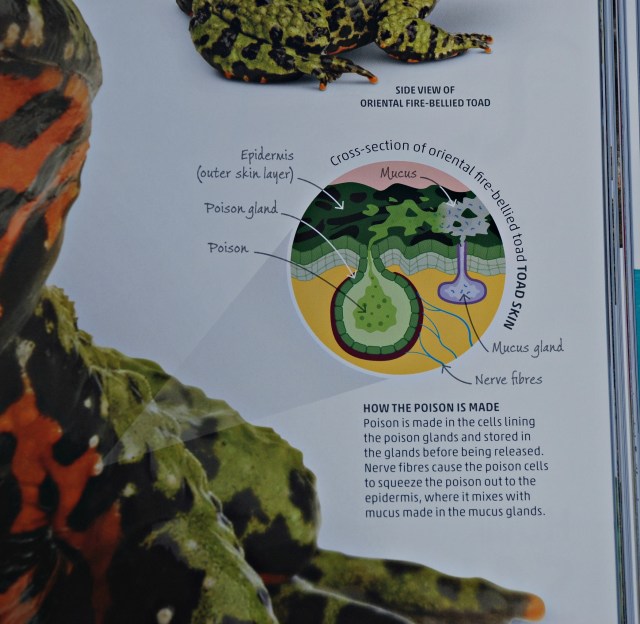 DK Explanatorium Nature book includes lots of fasinating detailed facts