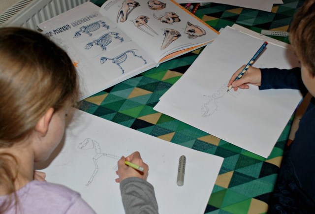 Drawing Skeletons from the Who Owns These Bones book