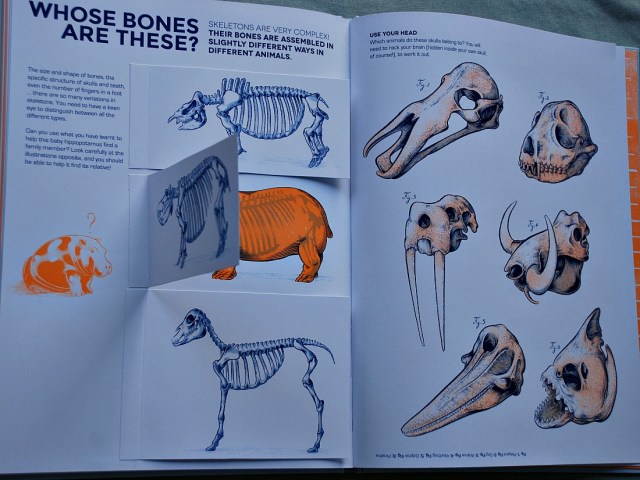 Who Owns These Bones. A book wich shows the different skeleton structure of many different animals