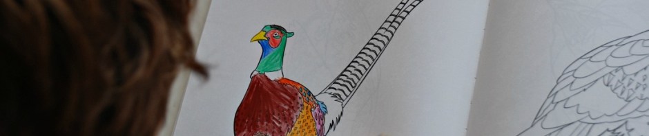 Colouring Birds book by Sally MacLarty. The Pheasant picture