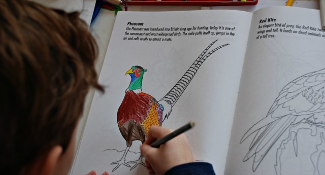 Colouring Birds book by Sally MacLarty. The Pheasant picture