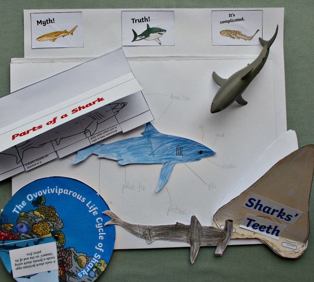 Sharks Resources from the Twinkl Resorces website