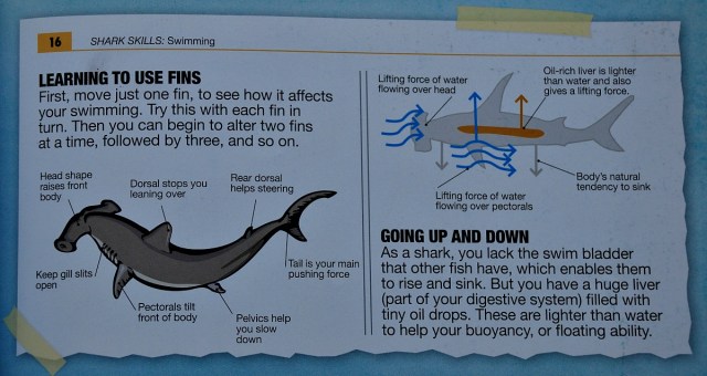 Animal Shark Diaries. some of the facts included in the book