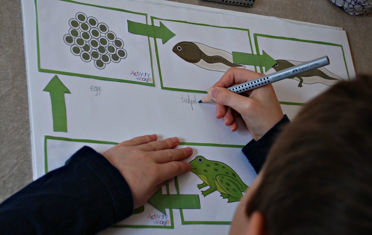 creating his own life cycle of a frog poster using sequencing cards from the Activity Village website
