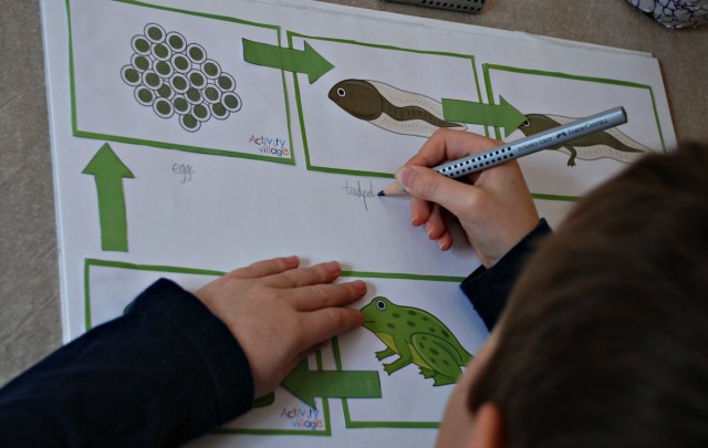 creating his own life cycle of a frog poster using sequencing cards from the Activity Village website
