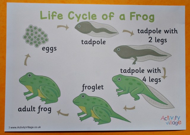 Life Cycle of a Frog poster downloaded from the Activity Village website
