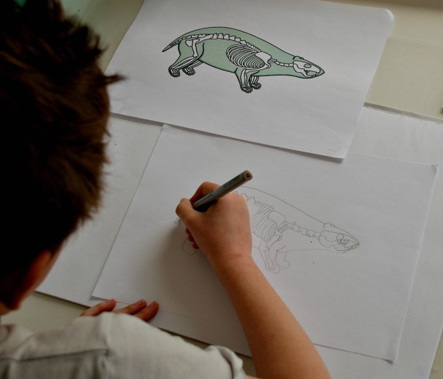 drawing a badger skeleton from the badger x-ray page on Twinkl Resources website