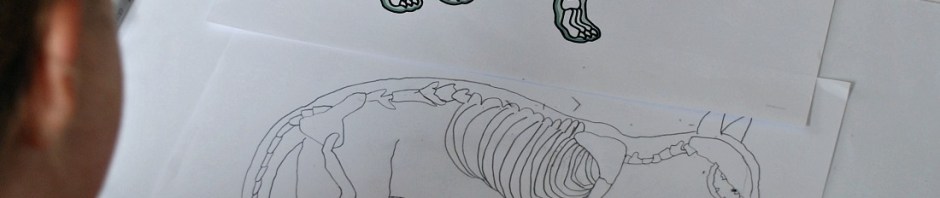 drawing her own cat skeleton using the vet x-ray pages from Twinkl Resources