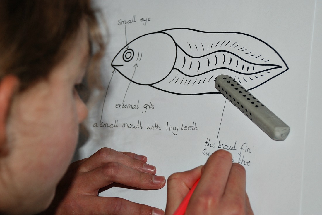 Labelling the frog life cycle pages from Activity Village