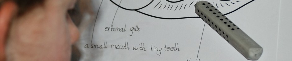 Labelling the frog life cycle pages from Activity Village