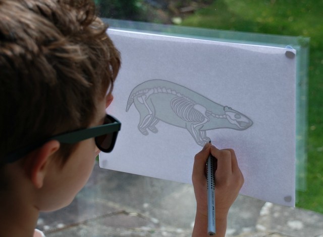 Skeletons - Tracing the outline of the animal first
