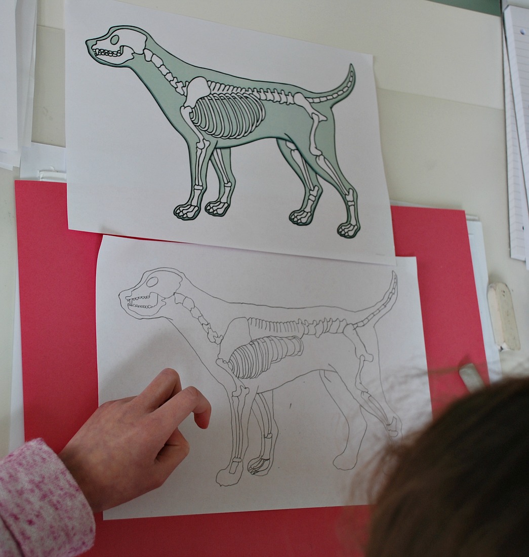 Twinkl Resources- drawing a dog's skeleton