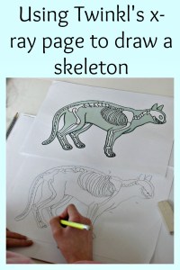 Using the x-ray pages from downloaded from Twinkl resources to practice drawing animal skeletons