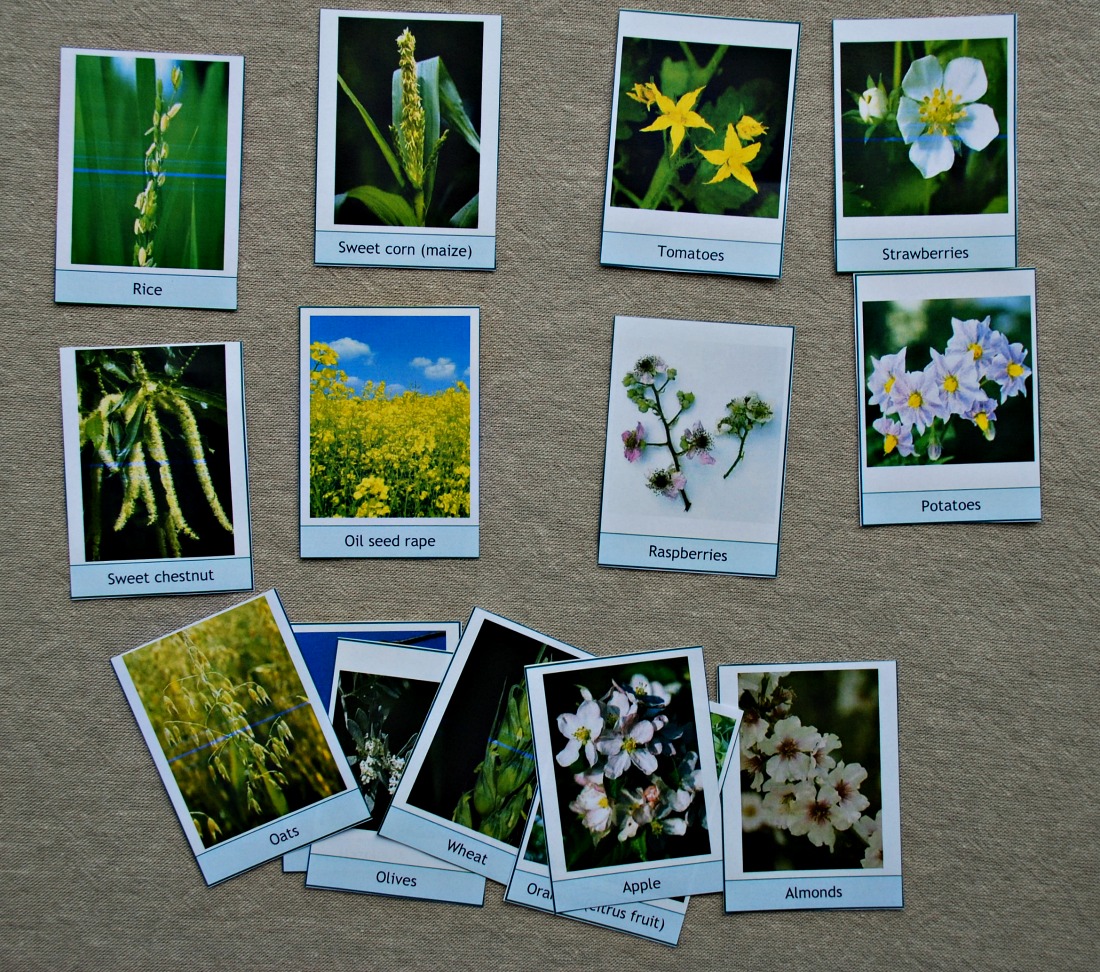 wind verses insect pollinated flowers