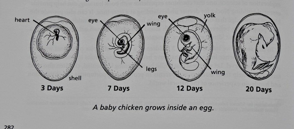 Science How a baby chick grows. What Your Year 3 Child Needs to Know