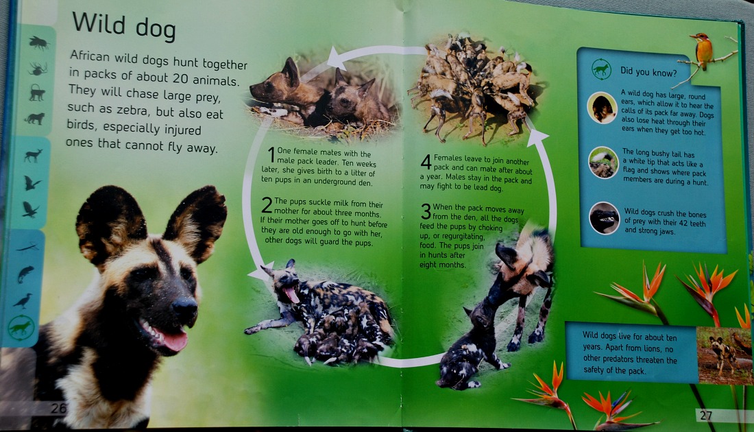 Life Cycle book an example of a page layout. The Forest Life Cycle book
