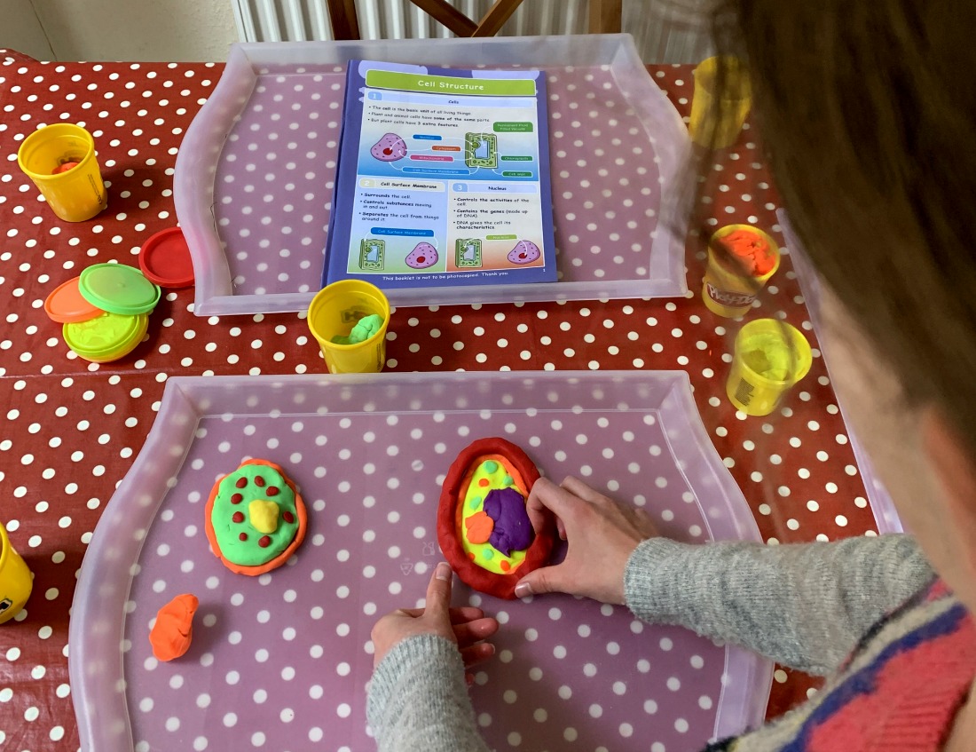 creating her own playdough version of a plant and animal cell