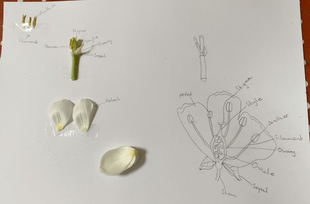Parts of a flower page created by the kids of ofamily learning together