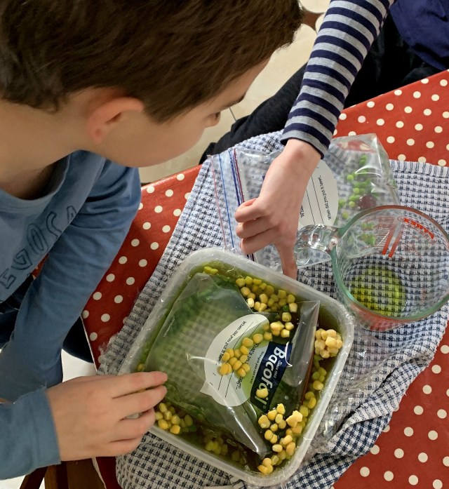 making our plant cell