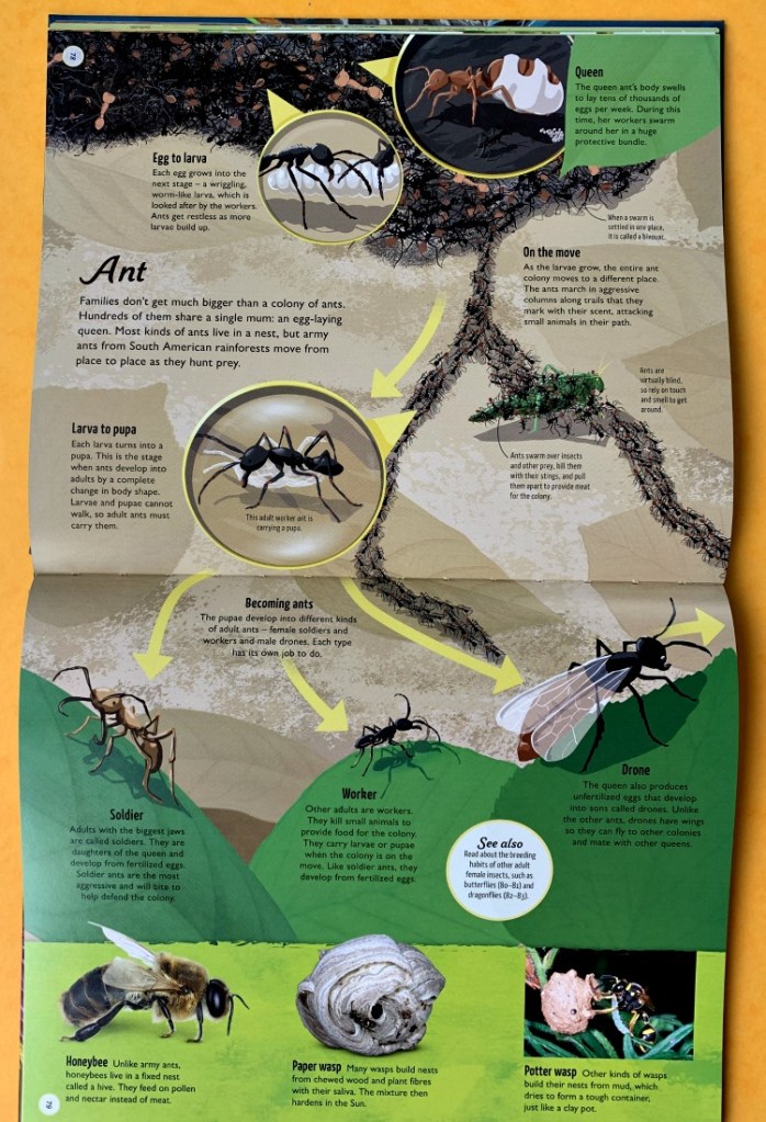 DK Life Cycles. Everything from Start to Finish