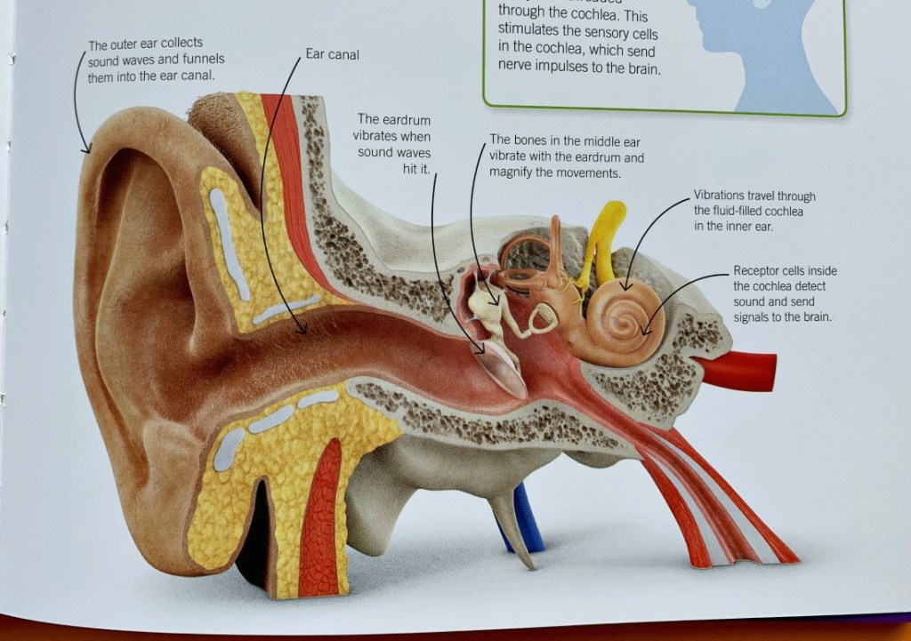 DK Super Simple Biology Book. Stunning Science resource for older kids