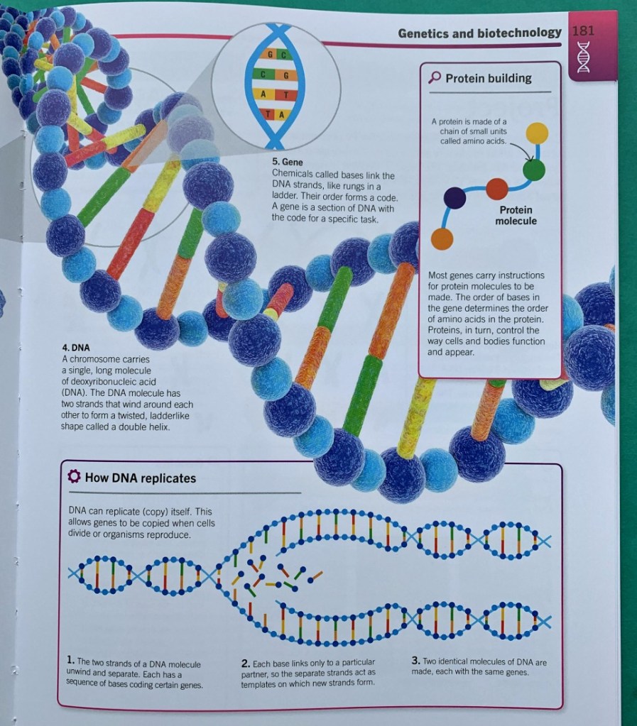 DK Super Simple Biology Book. Stunning Science resource for older kids