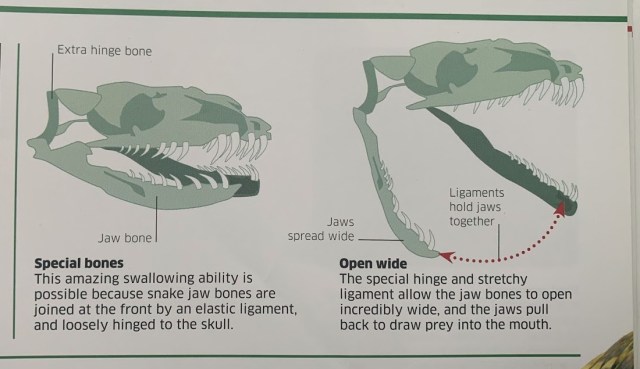 Knowledge Encyclopedia Dinosaur