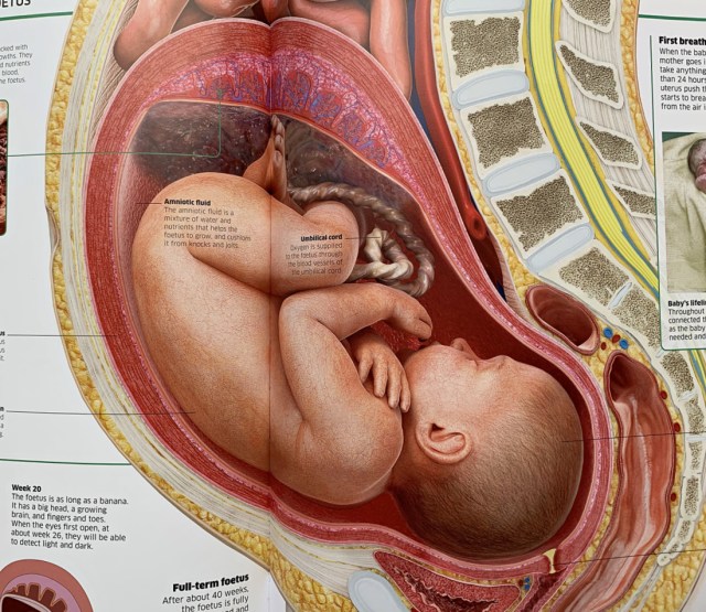 Knowledge Encyclopedia human Body from DK