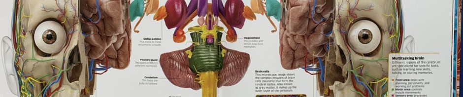 Knowledge Encyclopedia human Body from DK