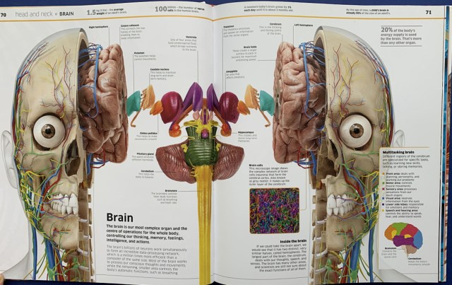 Knowledge Encyclopedia human Body from DK